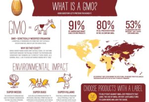 What is GMO infographic